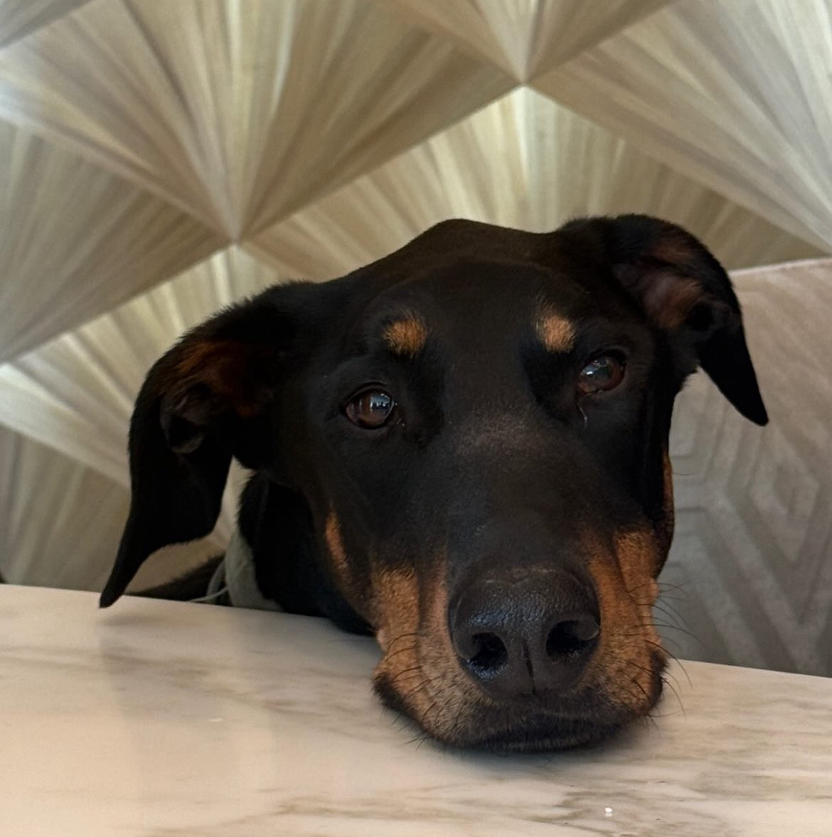 Momen yang diabadikan oleh penggemar Lisa (BLACKPINK)