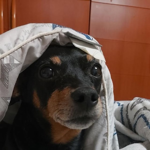 Popular profile image of Xiao (UP10TION) selected by votes