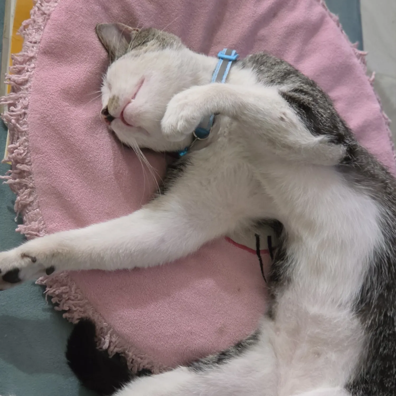 세븐틴의 비하인드 컷