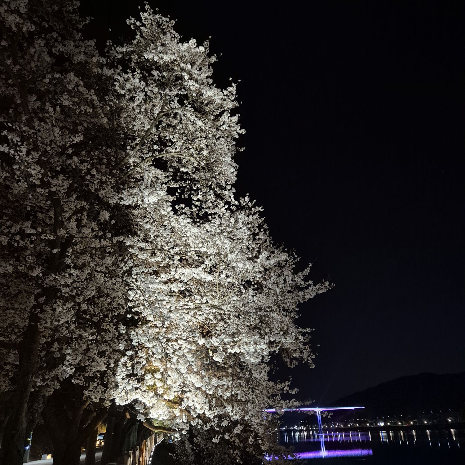 A moment captured by WOODZ's fan