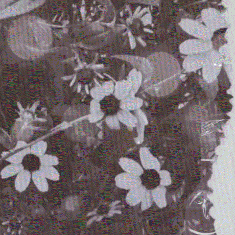 Latest photo of Maya (NiziU)