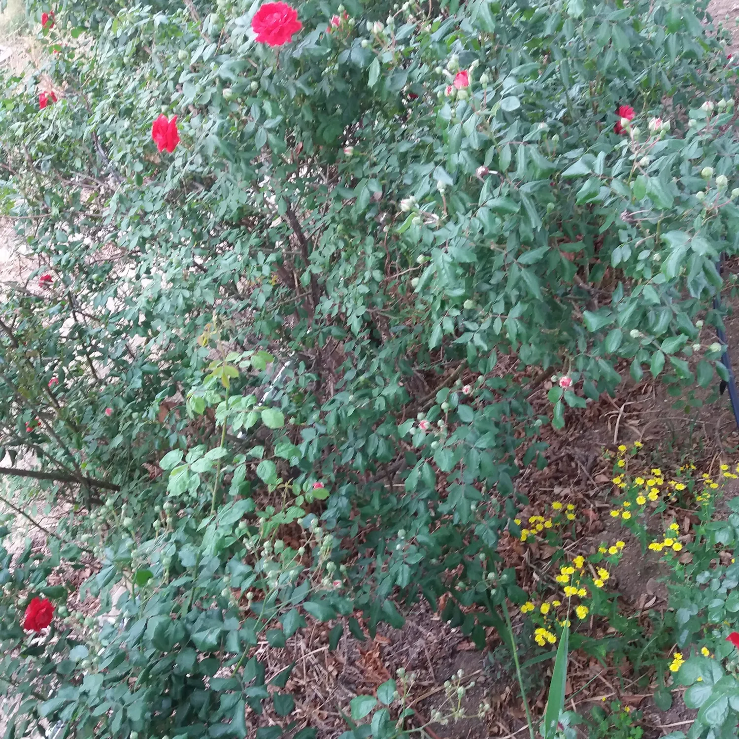 Latest photo of Chaeyoung (TWICE)