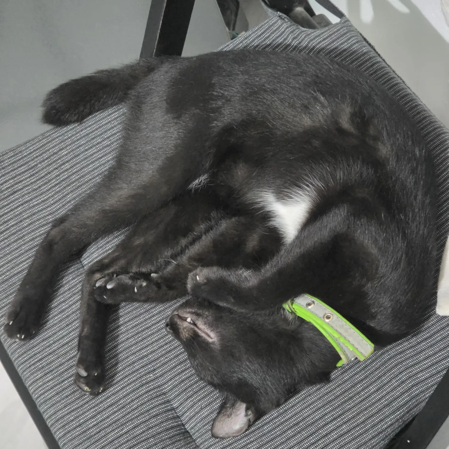 세븐틴 팬이 찍은 순간