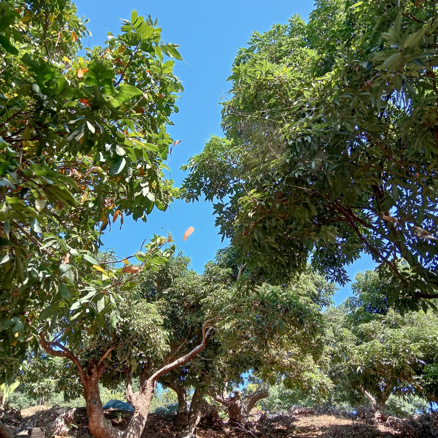 쯔위 (TWICE) 팬이 찍은 순간