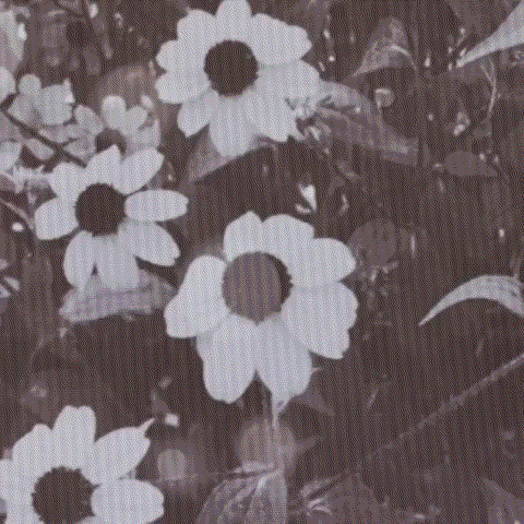 Recent activity shot of Maya (NiziU)