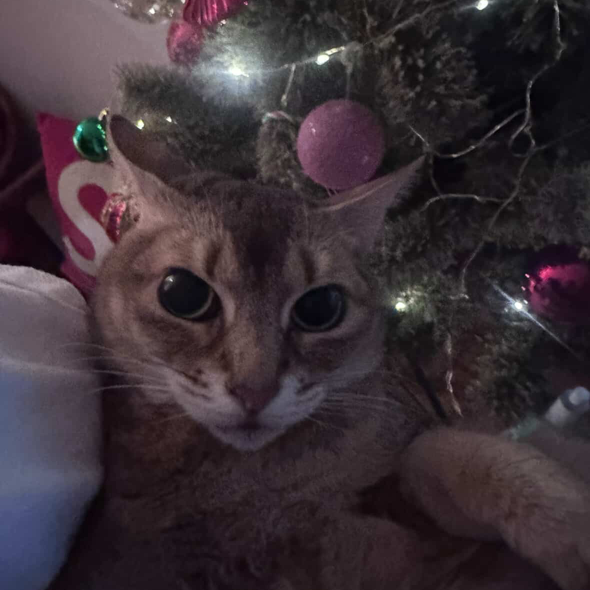 강다니엘의 비하인드 컷