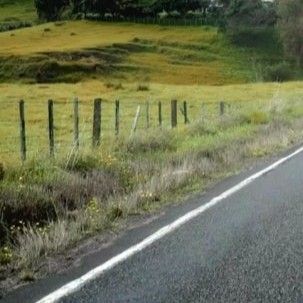 颂乐 (MAMAMOO)的最新活动照片