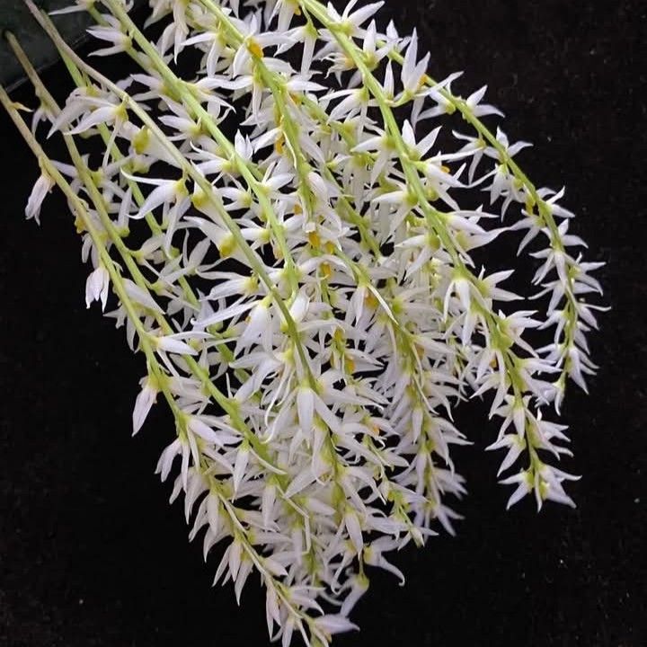 Winter (aespa)的幕後花絮