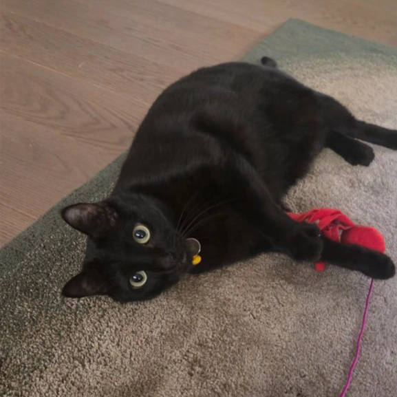 Behind-the-scenes cut of SUGA (BTS)