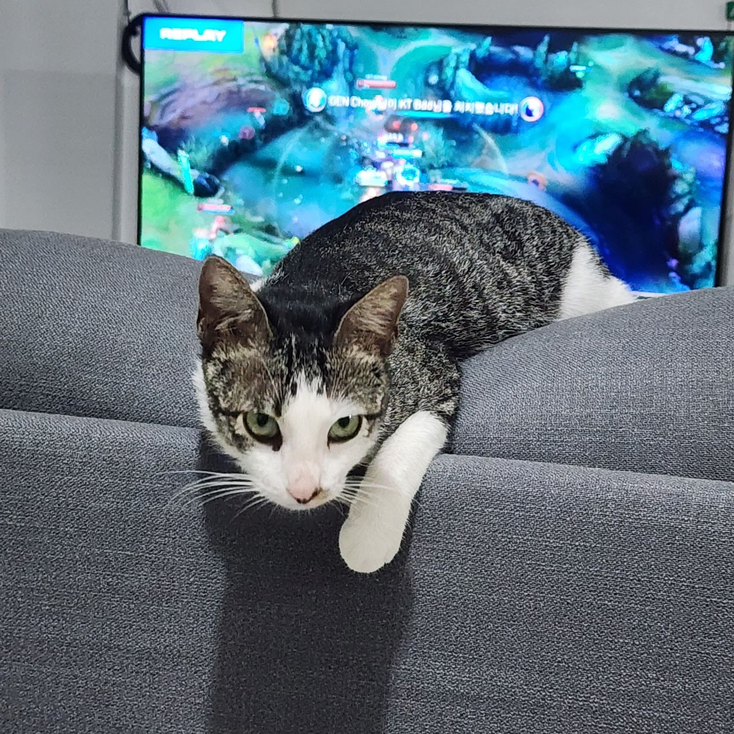 세븐틴의 최신 사진