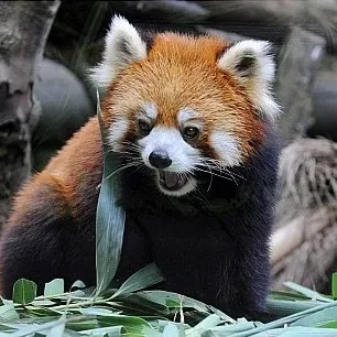 Behind-the-scenes cut of Seungkwan (SEVENTEEN)