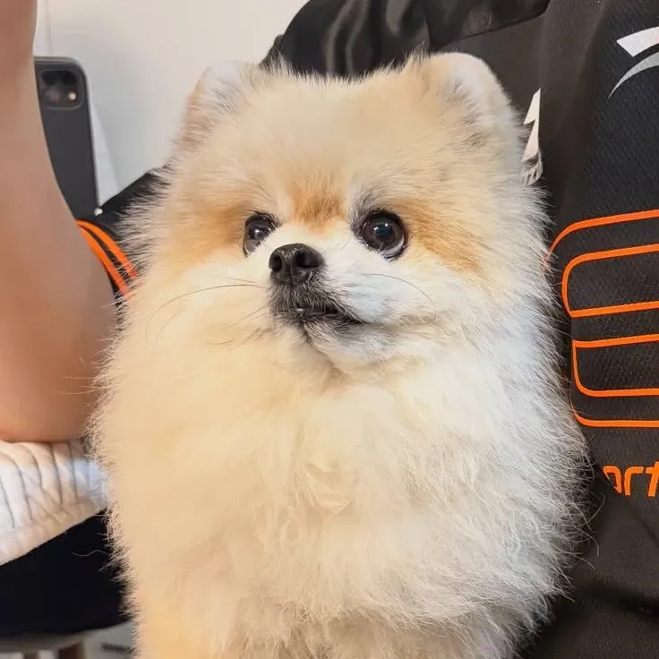 Recent activity shot of Moonbin (ASTRO)