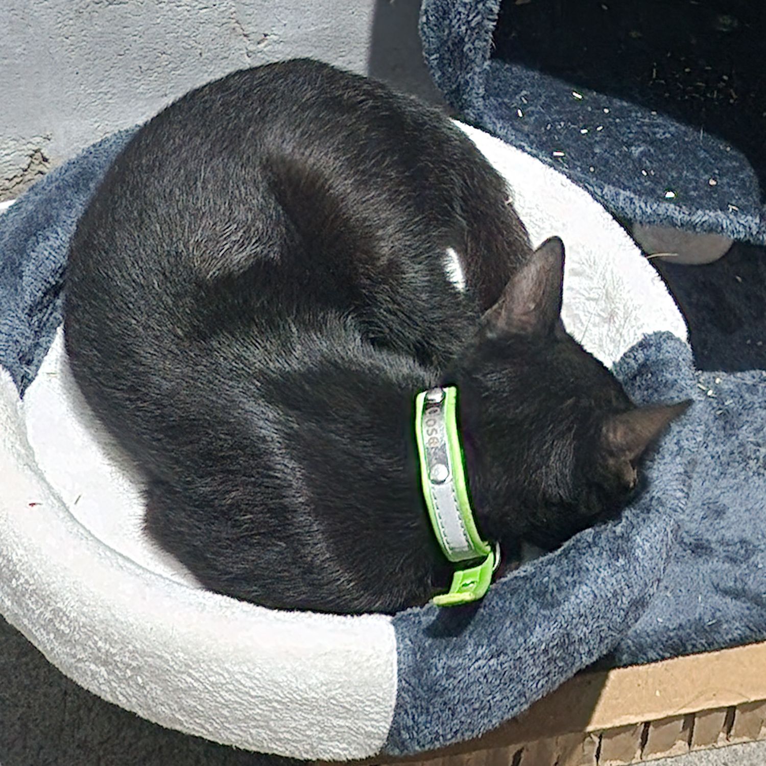 Momen yang diabadikan oleh penggemar SEVENTEEN