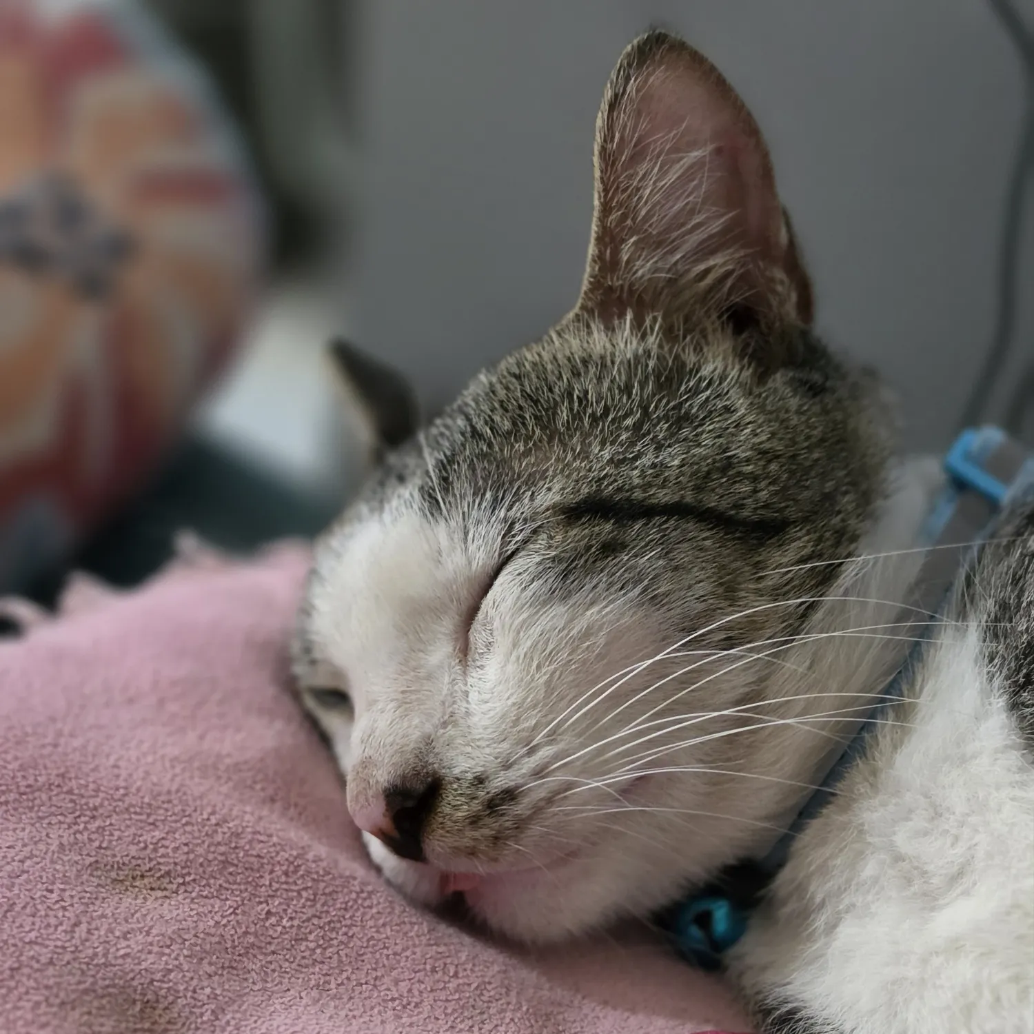 세븐틴 팬이 찍은 순간