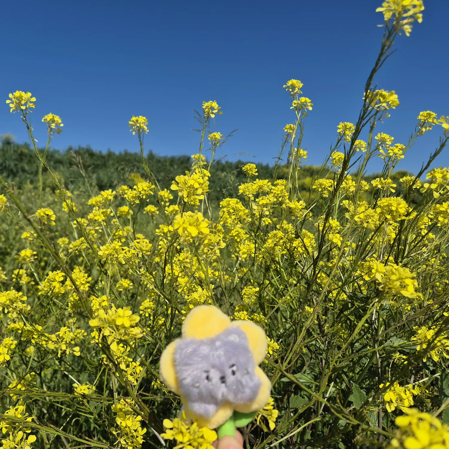 Foto terbaru Shownu (MONSTA X)