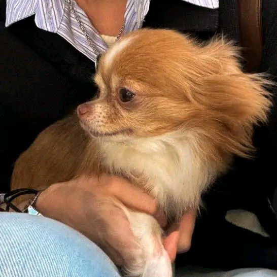 Recent activity shot of Chuei Liyu