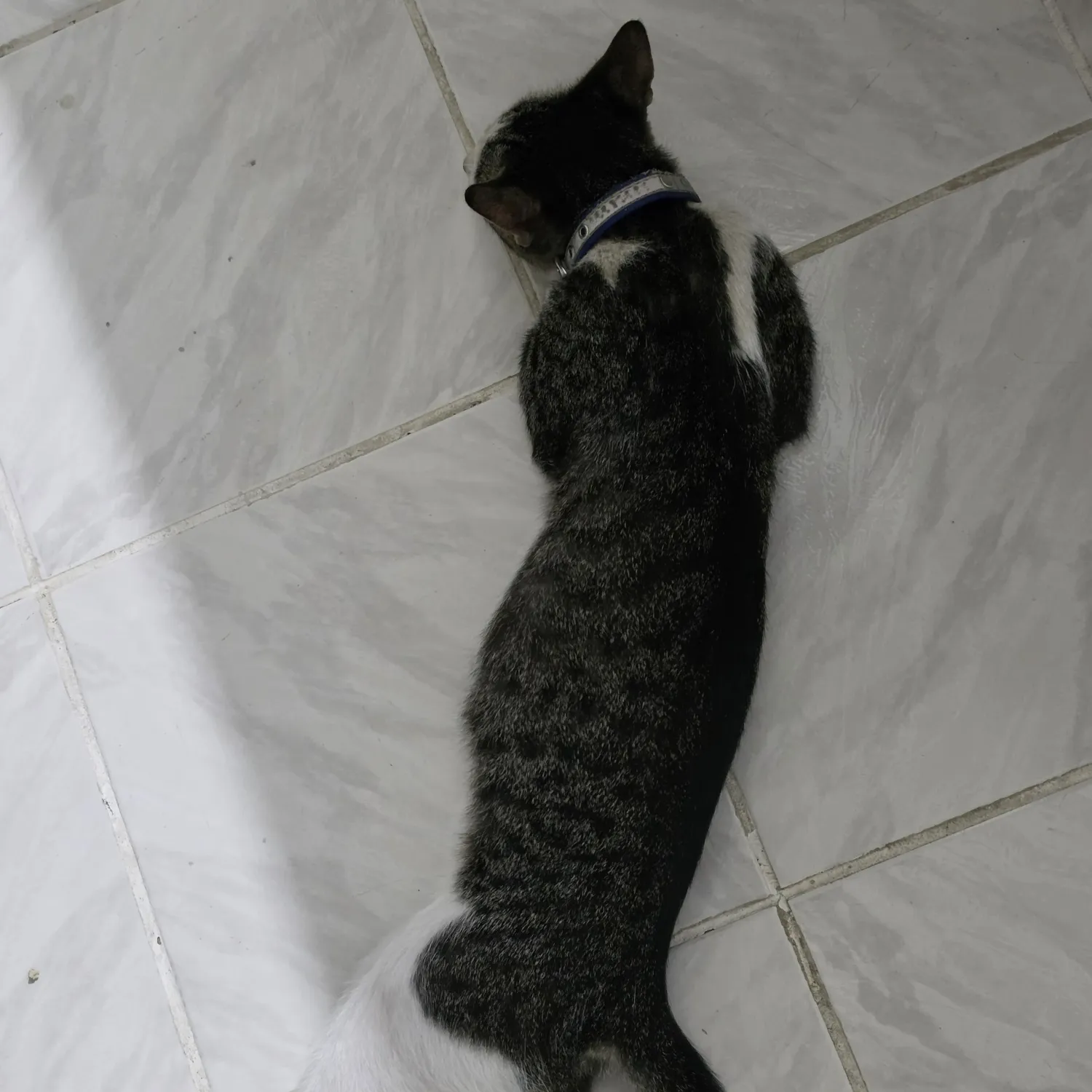 세븐틴 최근 활동샷