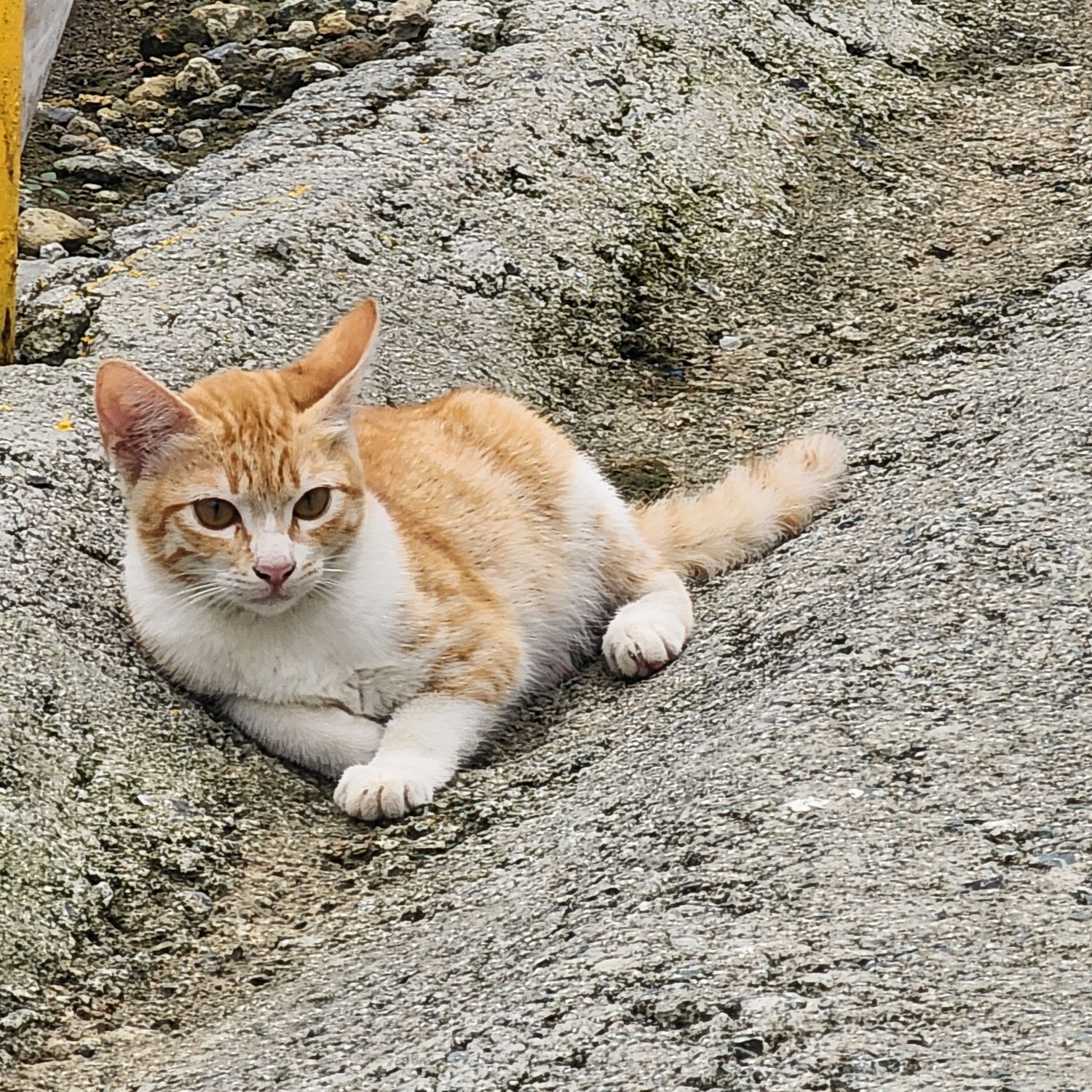 A moment captured by SEVENTEEN's fan