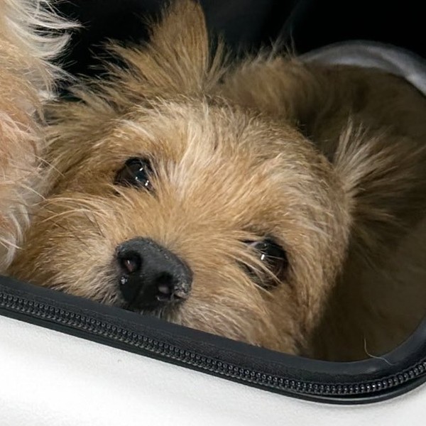 Popular profile image of Momo (TWICE) selected by votes