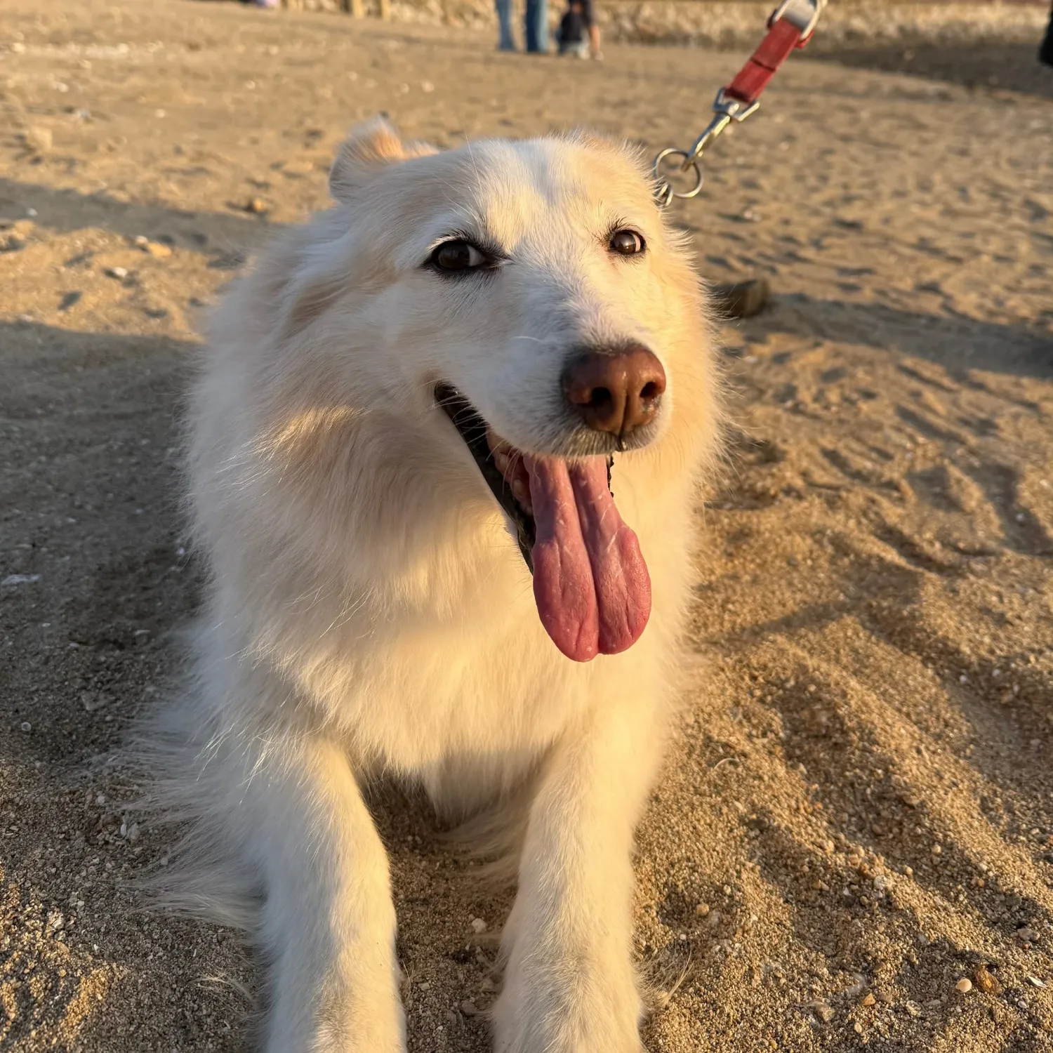 Jake (ENHYPEN)的最新活動照片