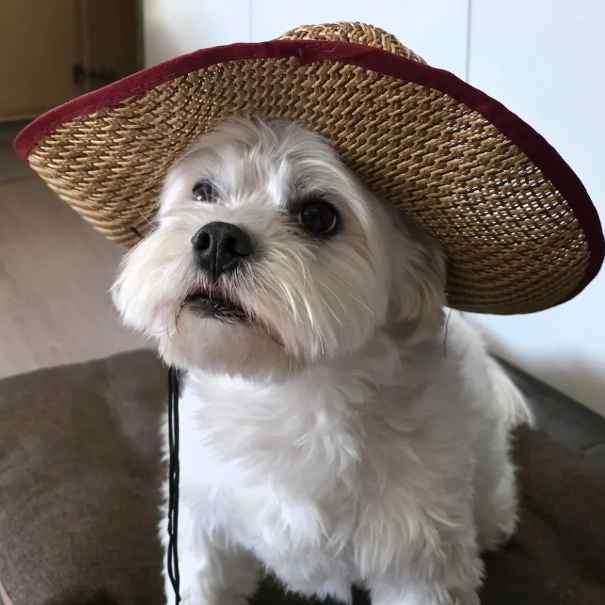 ENHYPEN的最新活動照片