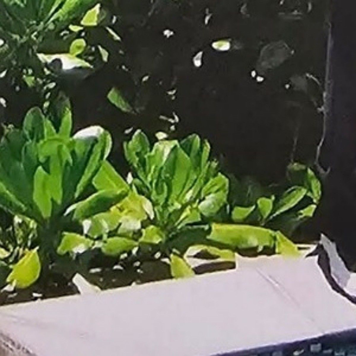 Behind-the-scenes cut of BTS