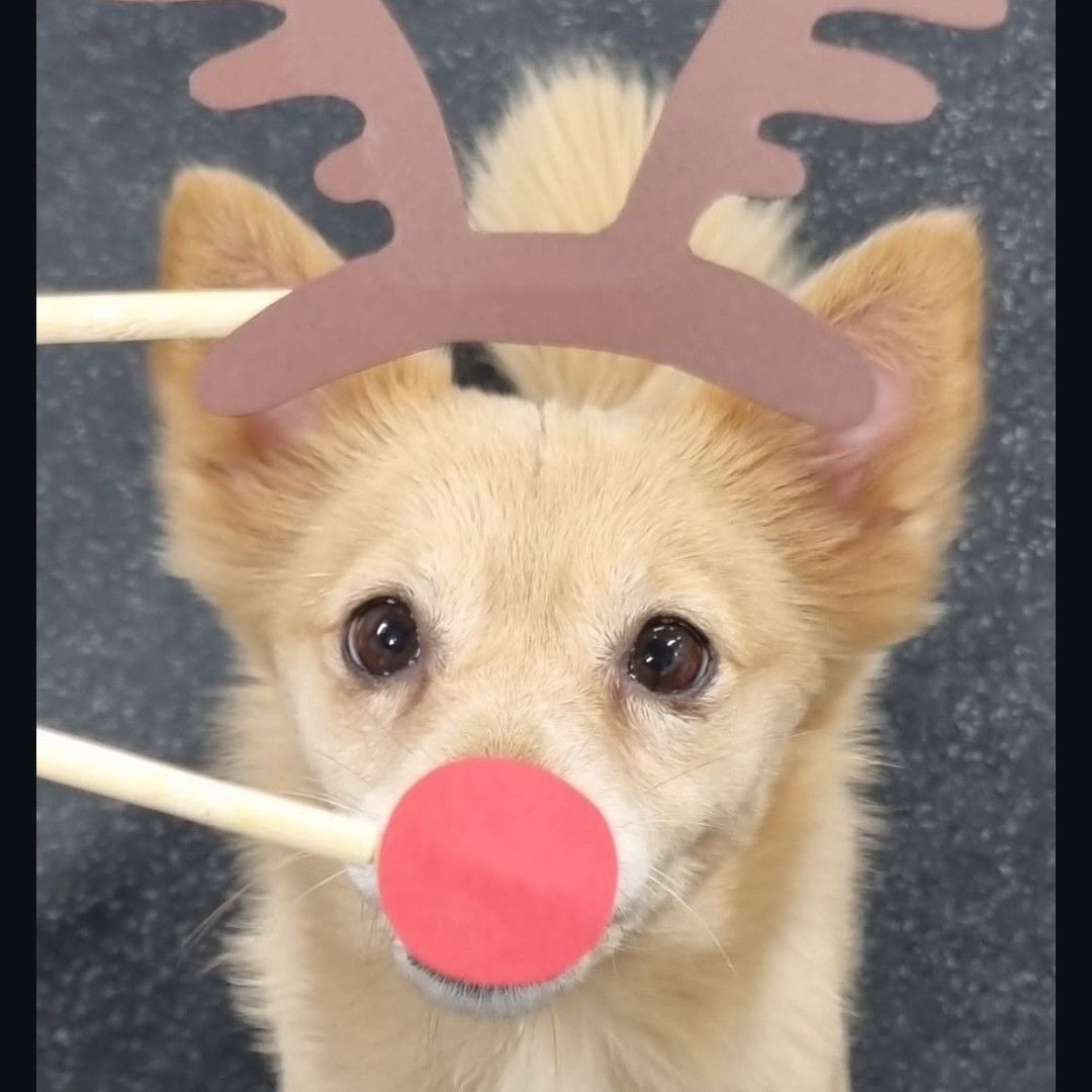 子瑜 (TWICE)的最新照片