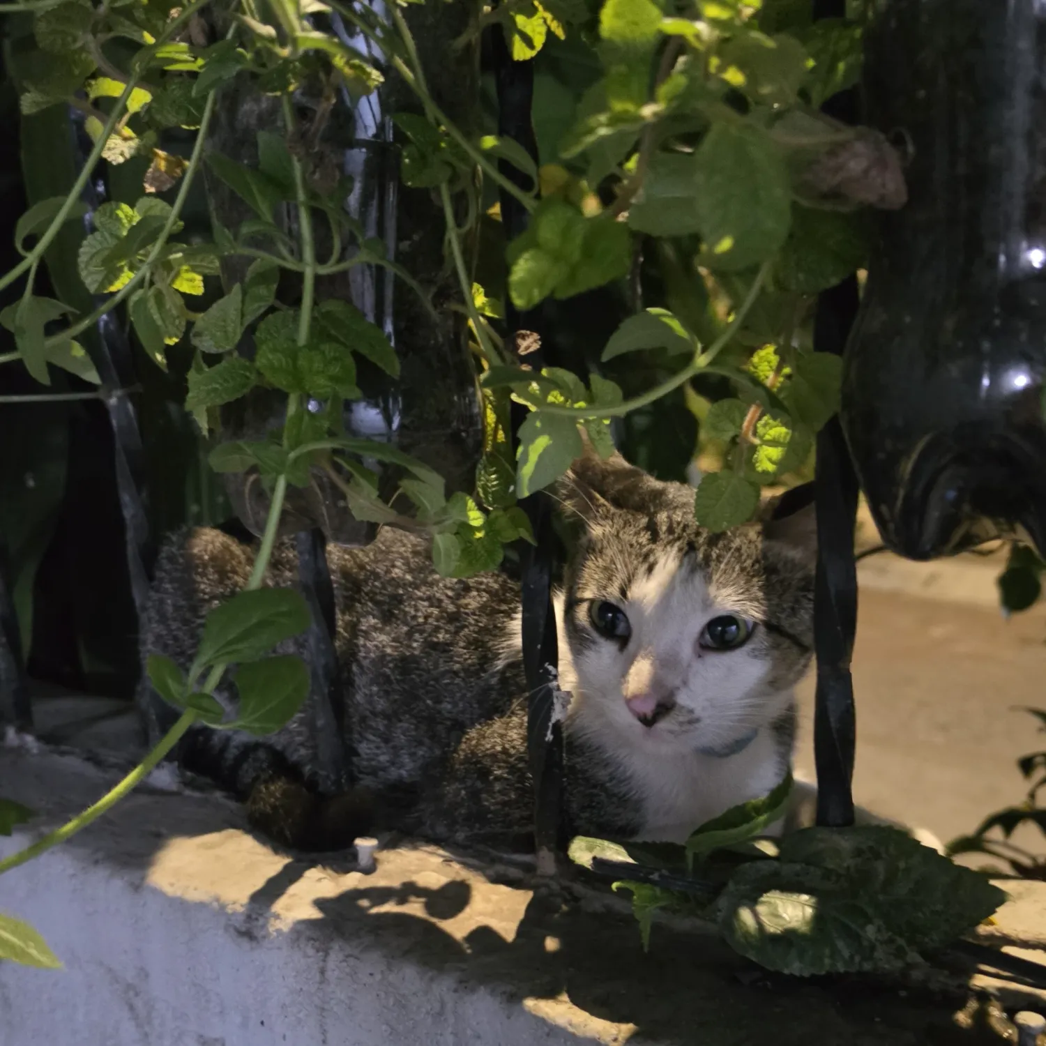 SEVENTEEN粉絲拍下的瞬間