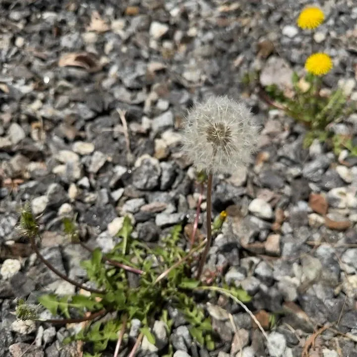 Latest photo of Jinjin (ASTRO)