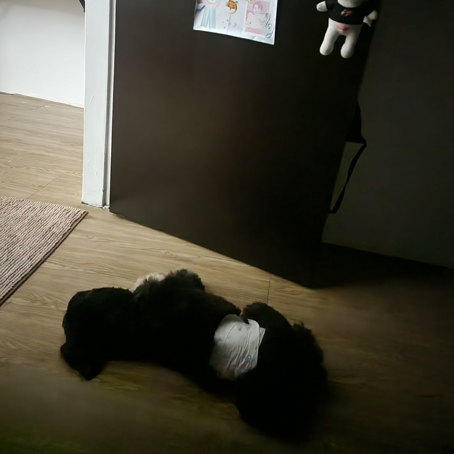 SEVENTEEN粉絲拍下的瞬間