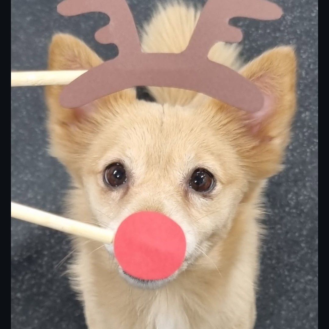 子瑜 (TWICE)的最新照片