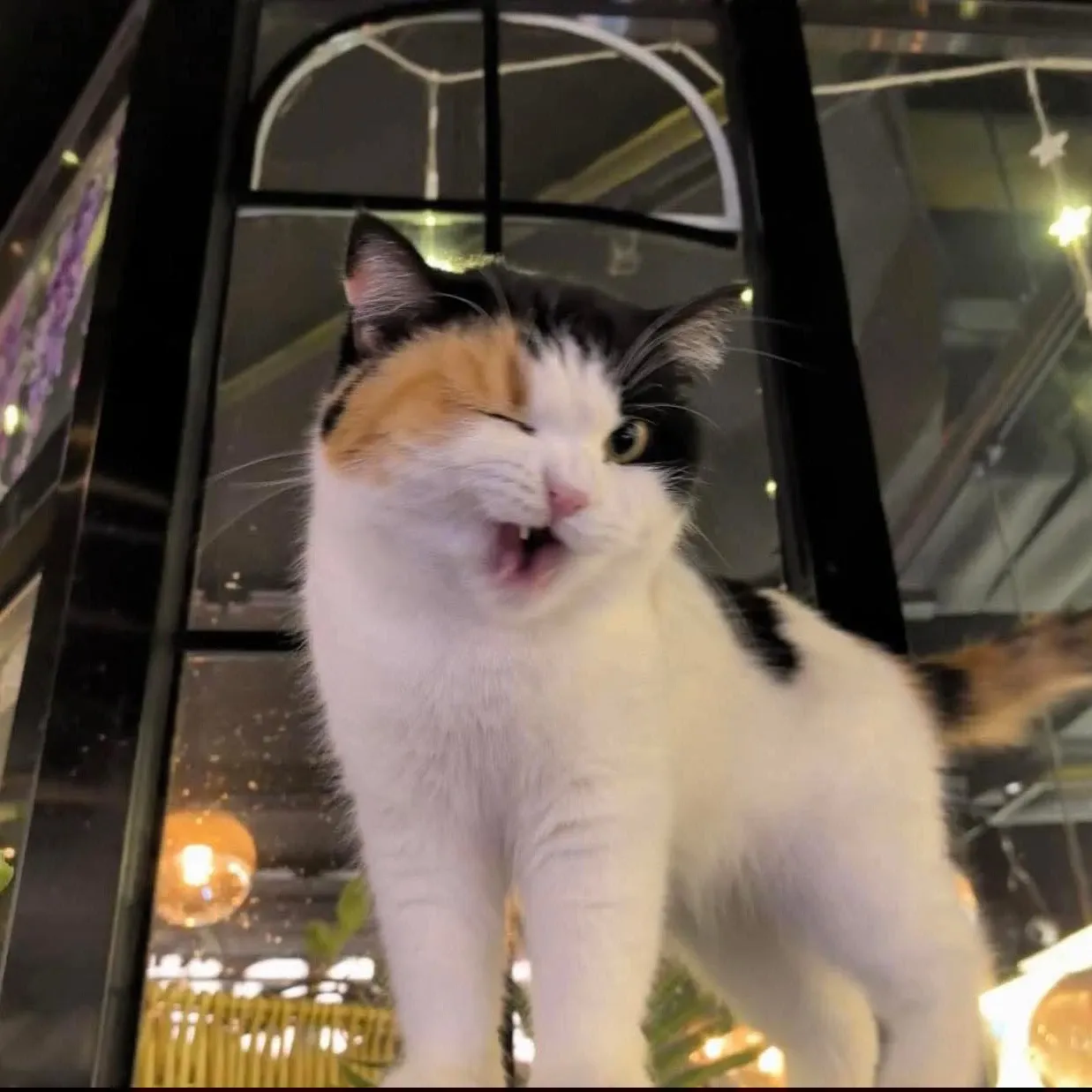 Recent activity shot of EXO