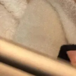 송하영 (프로미스나인) 최근 활동샷