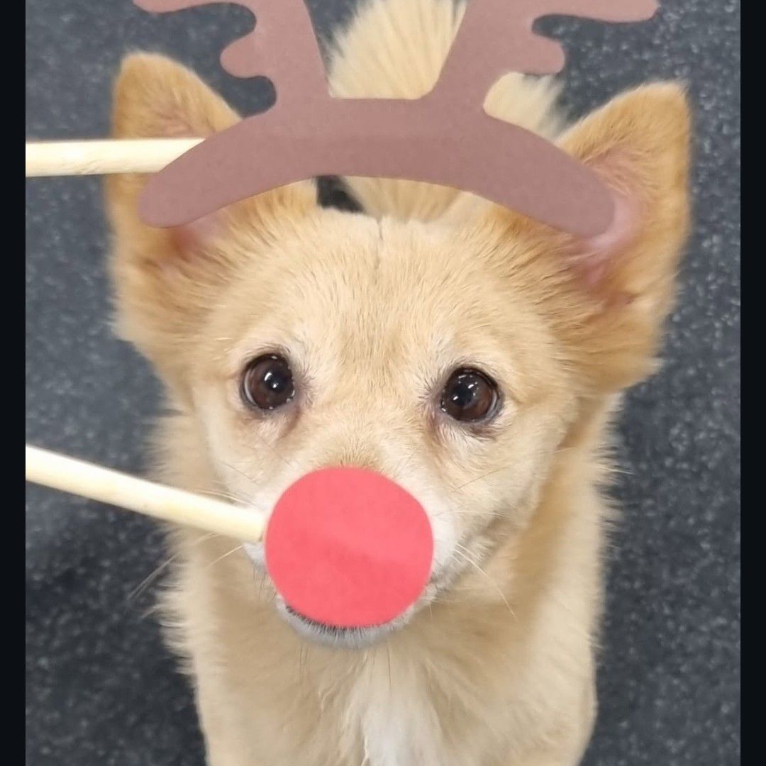 쯔위 (TWICE)의 최신 사진