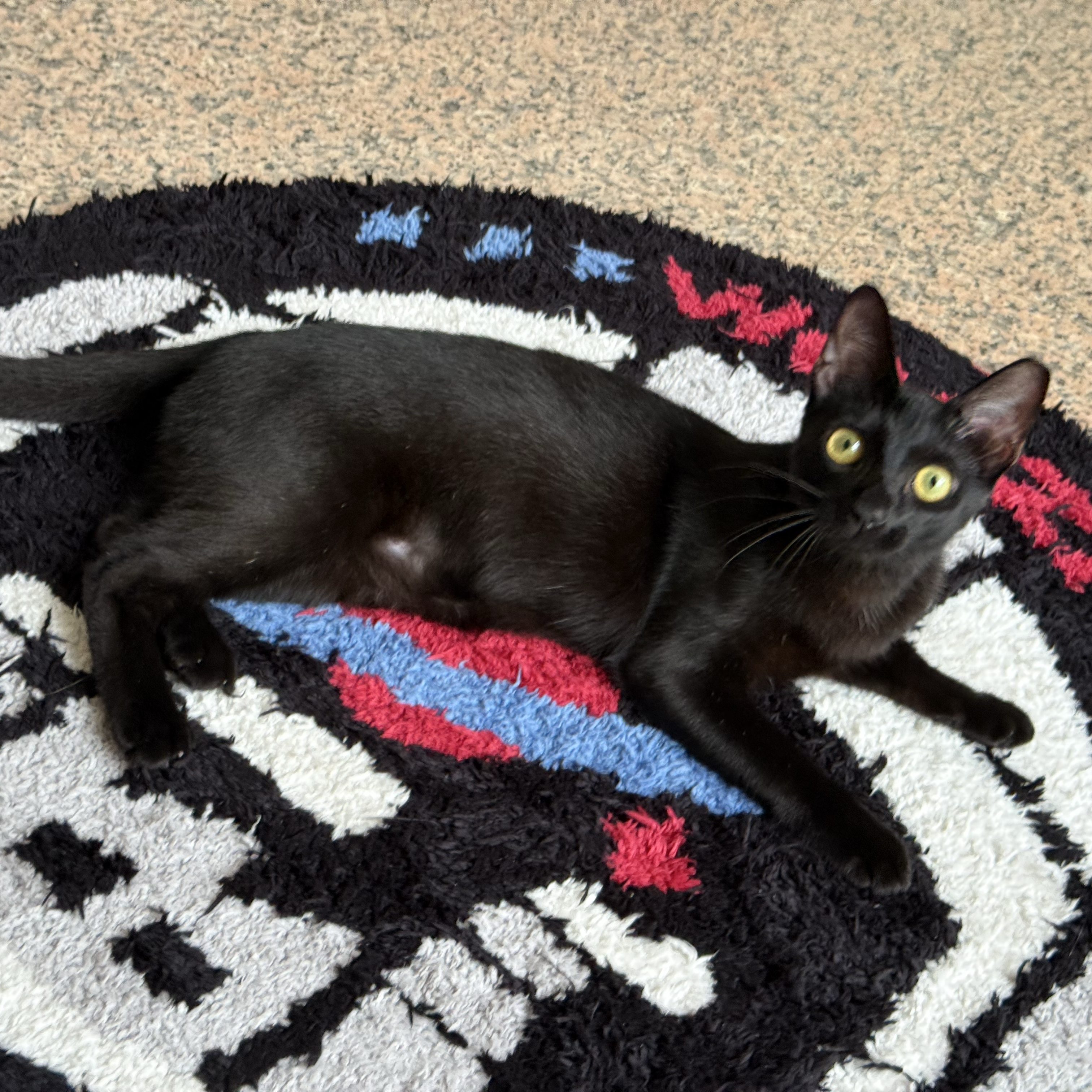 세븐틴 팬이 찍은 순간