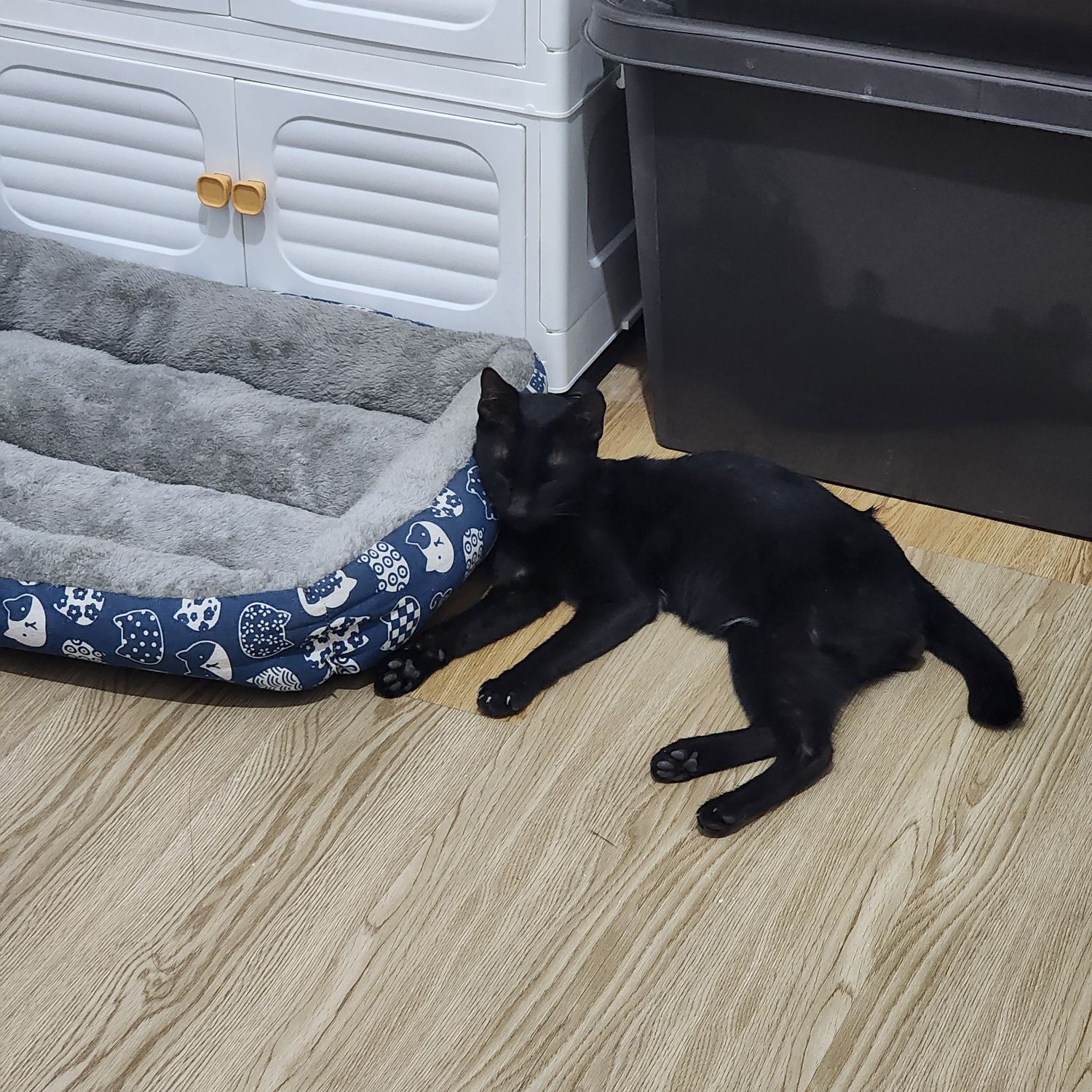 세븐틴 팬이 찍은 순간