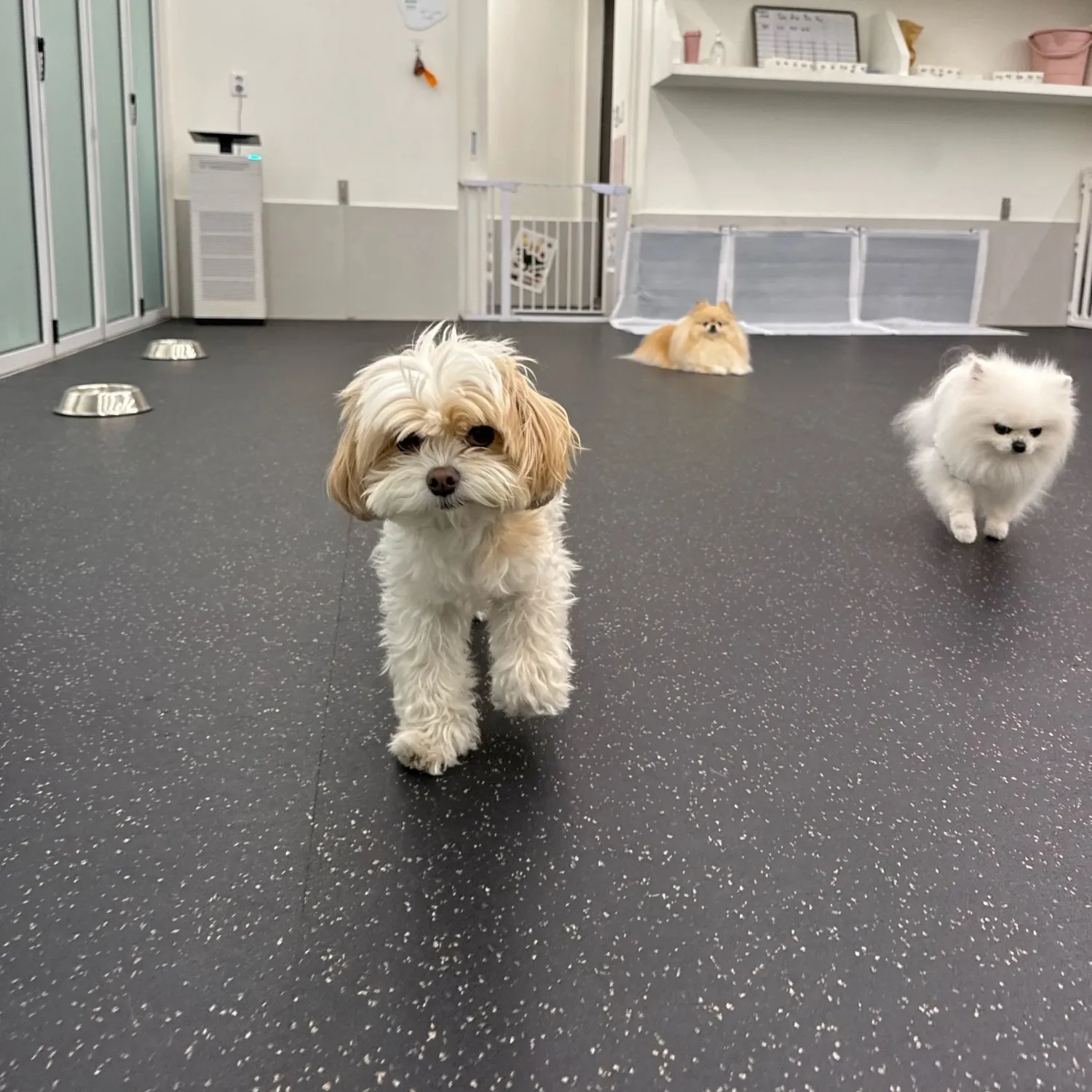 찬열 (EXO) 최근 활동샷