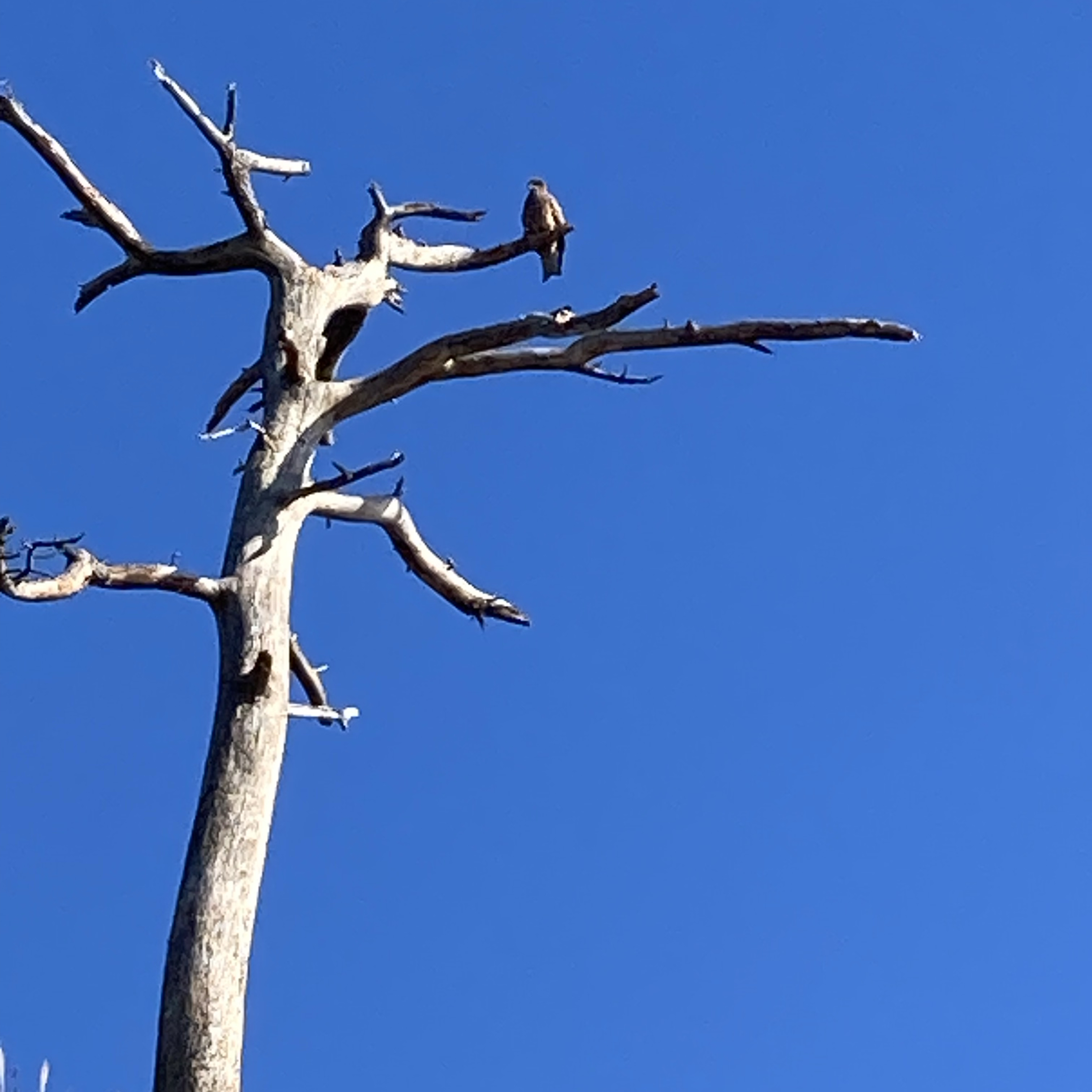 모모 (TWICE)의 최신 사진