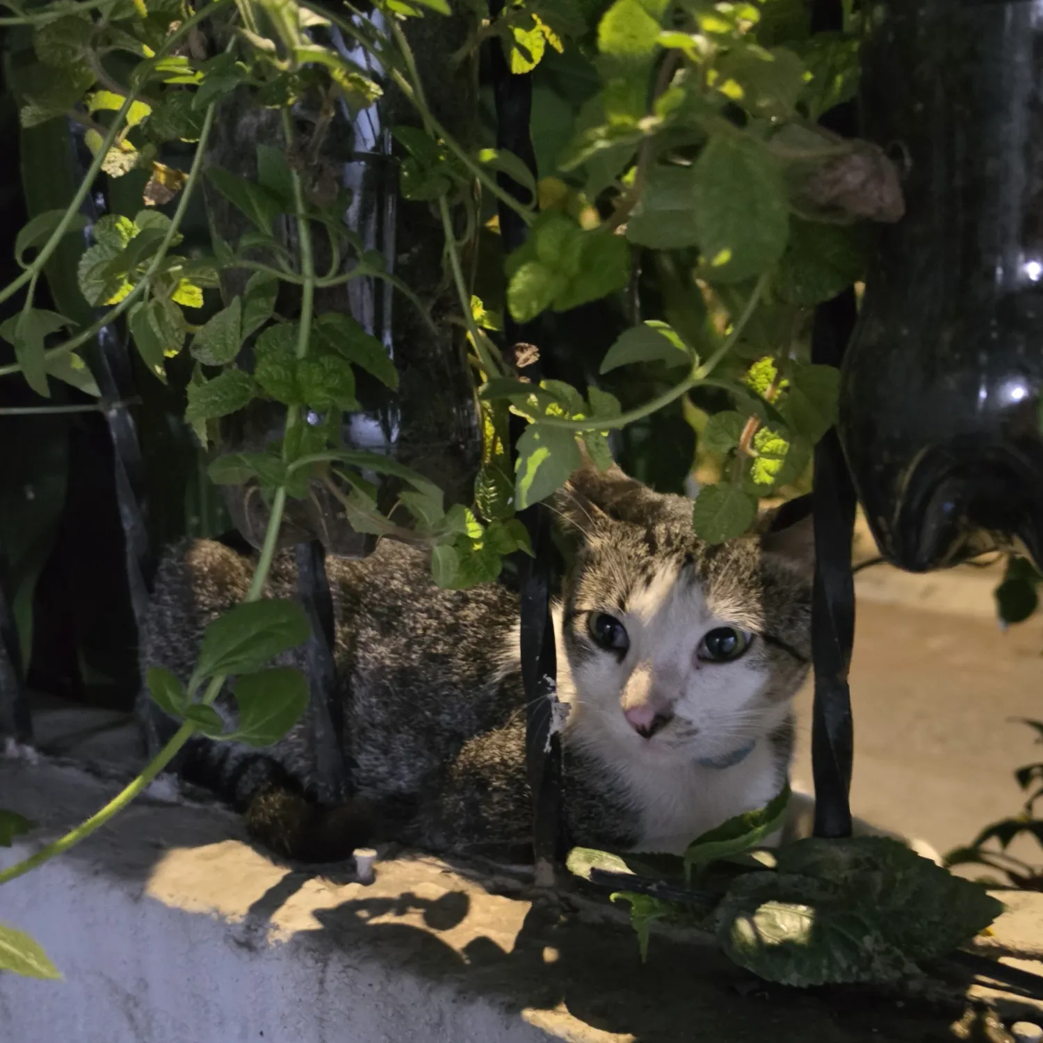 세븐틴 최근 활동샷