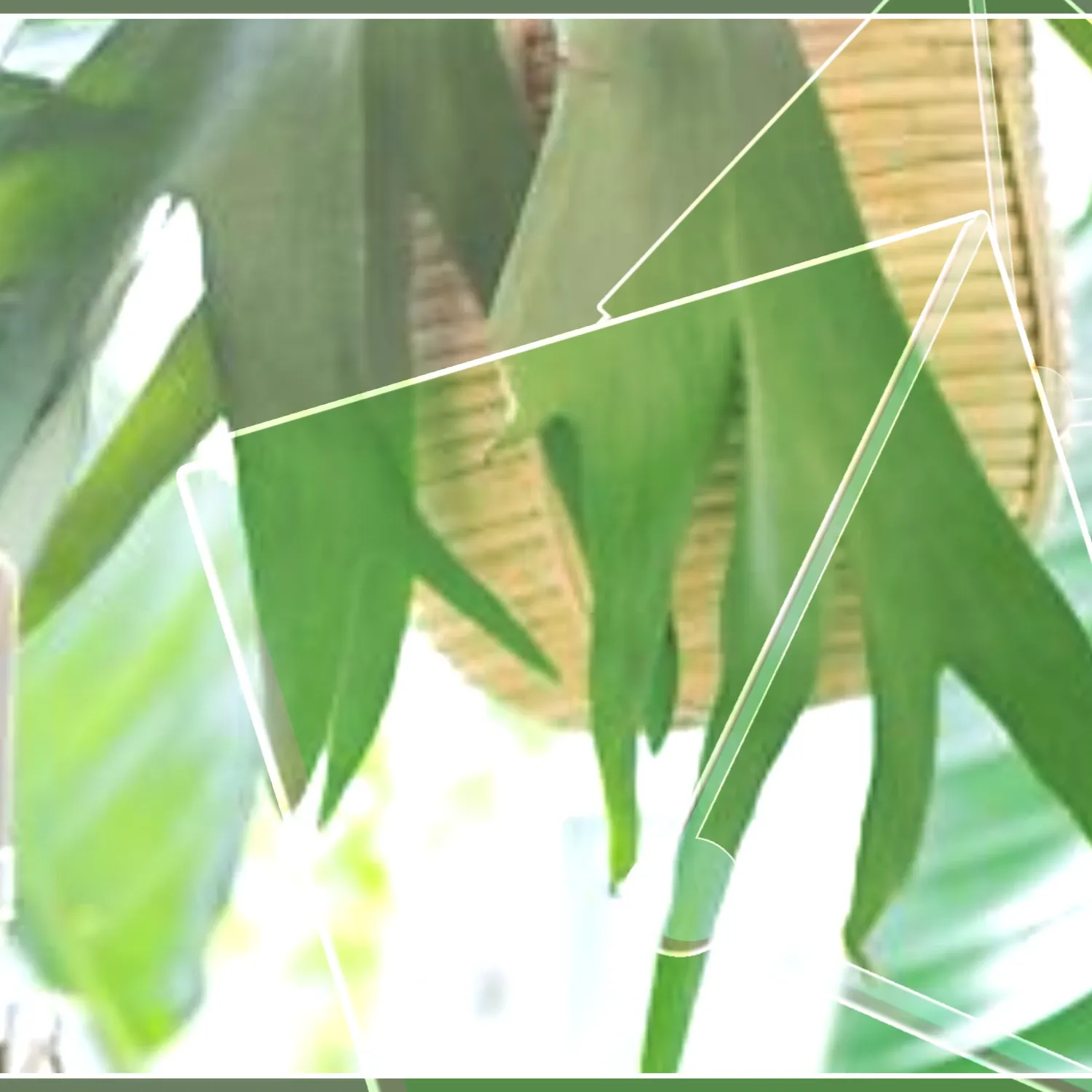 A moment captured by Yuju (GFRIEND)'s fan