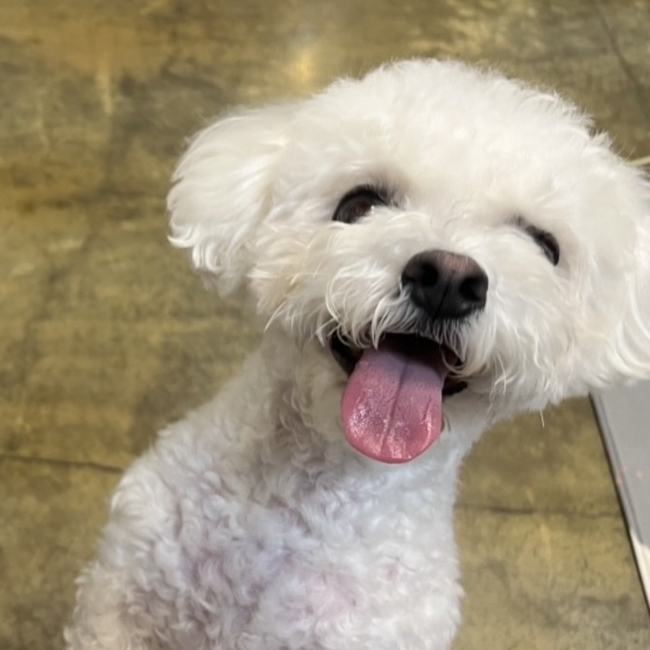 Latest photo of Chenle (NCT DREAM)