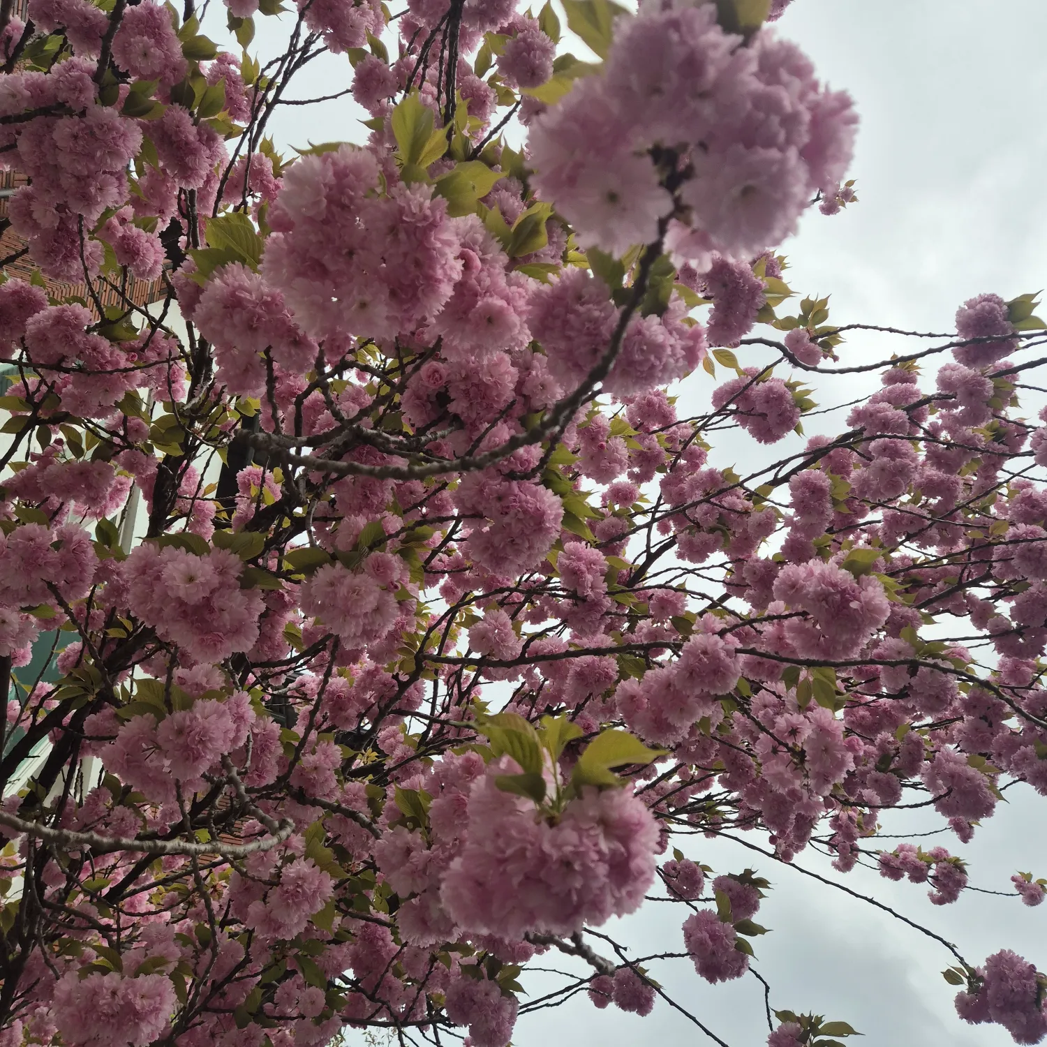 Latest photo of WOODZ