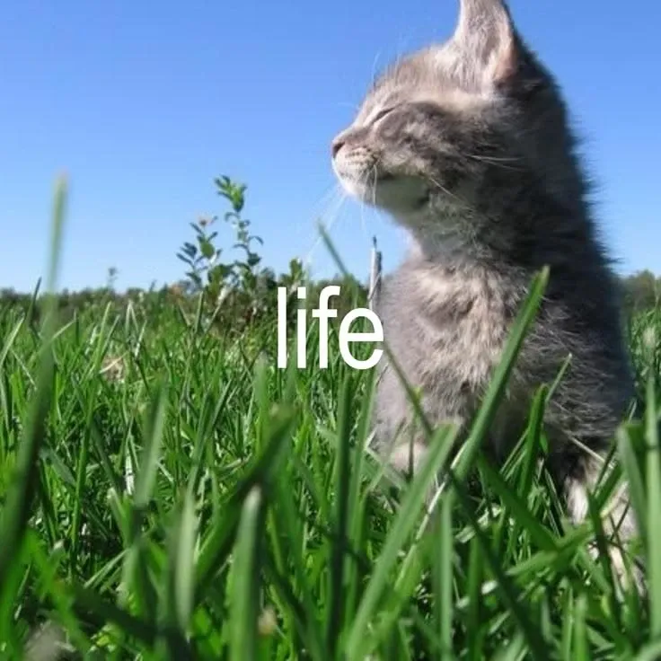 Karina (aespa)粉絲拍下的瞬間