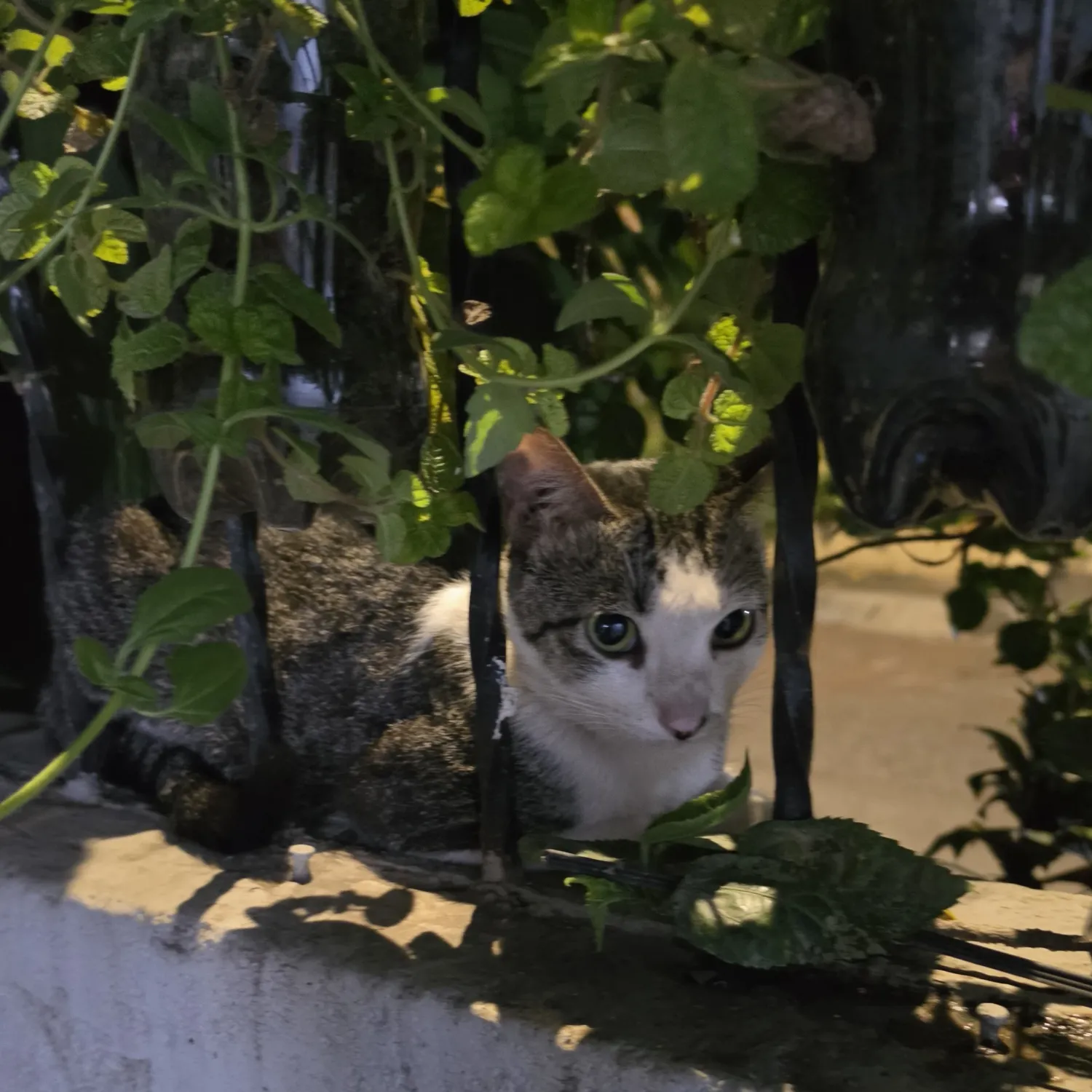 SEVENTEEN的最新照片