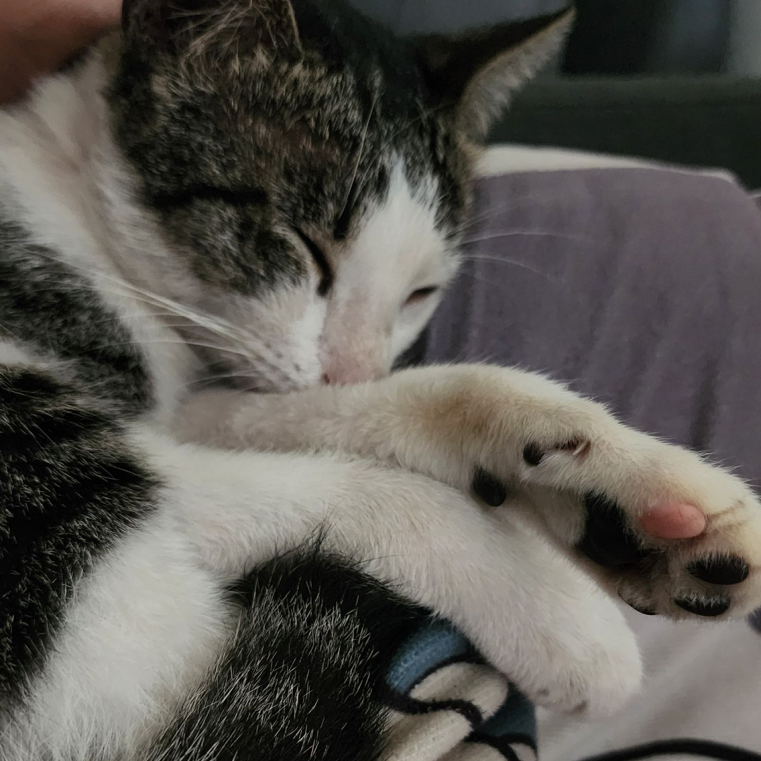 SEVENTEENファンが撮った瞬間