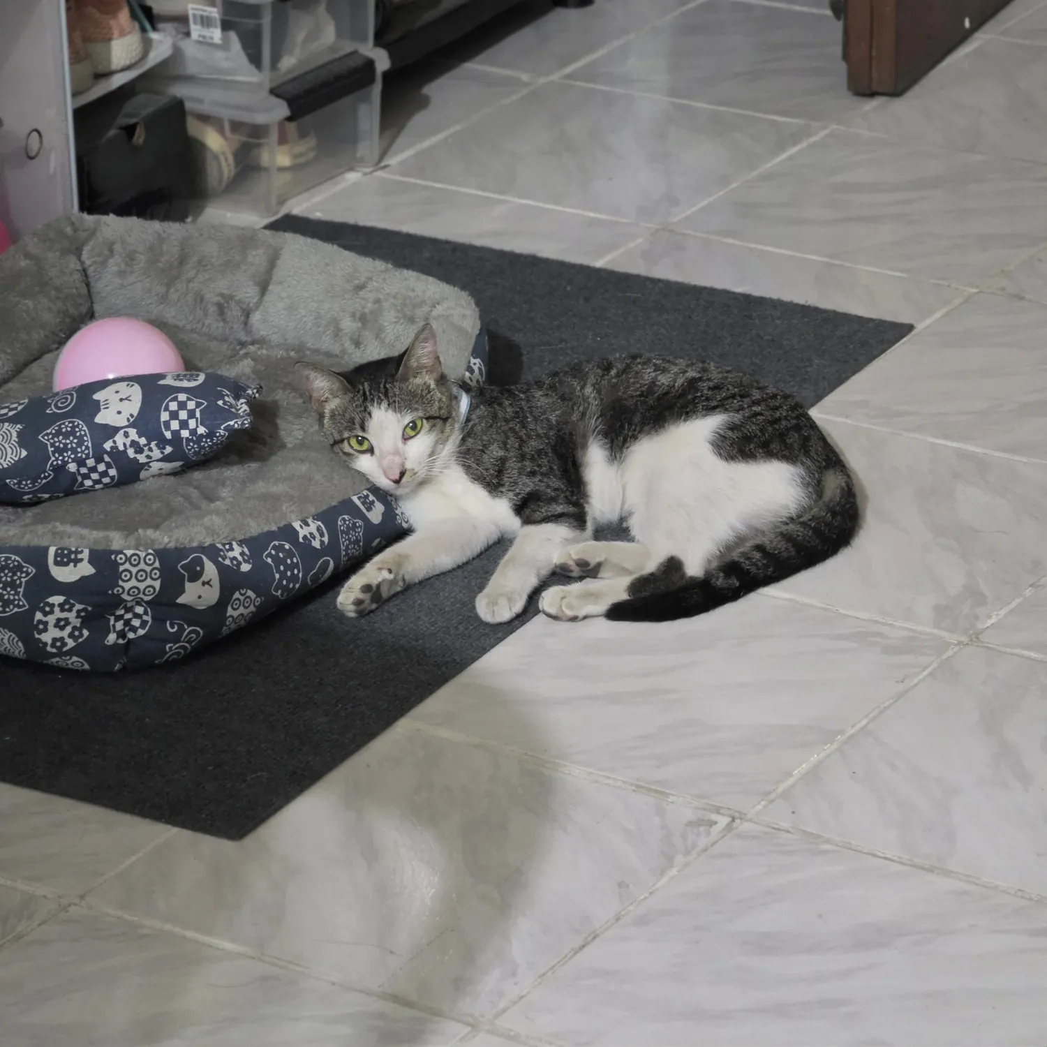 세븐틴 최근 활동샷