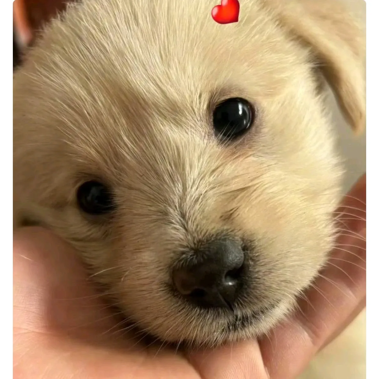 伯賢 (EXO)的最新活動照片