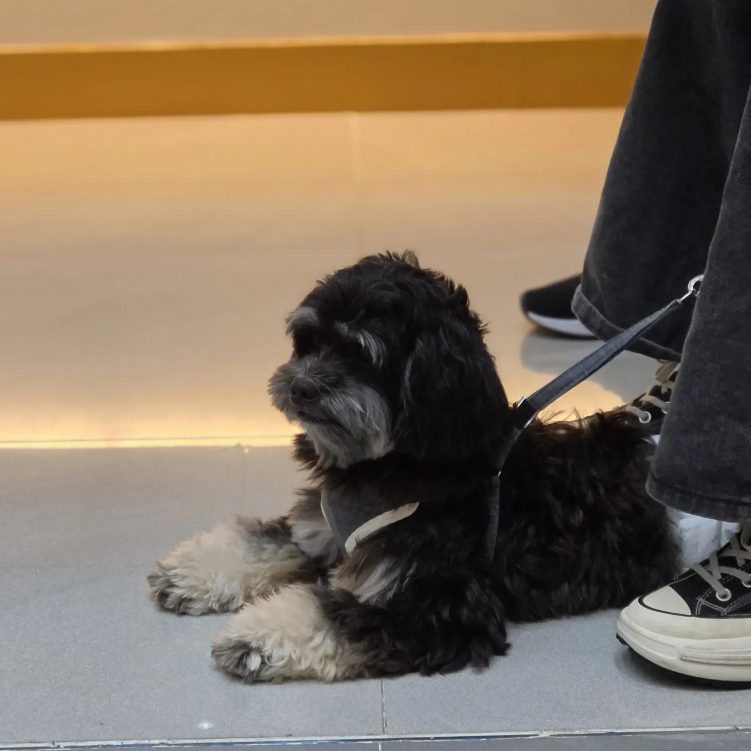 Momen yang diabadikan oleh penggemar SEVENTEEN