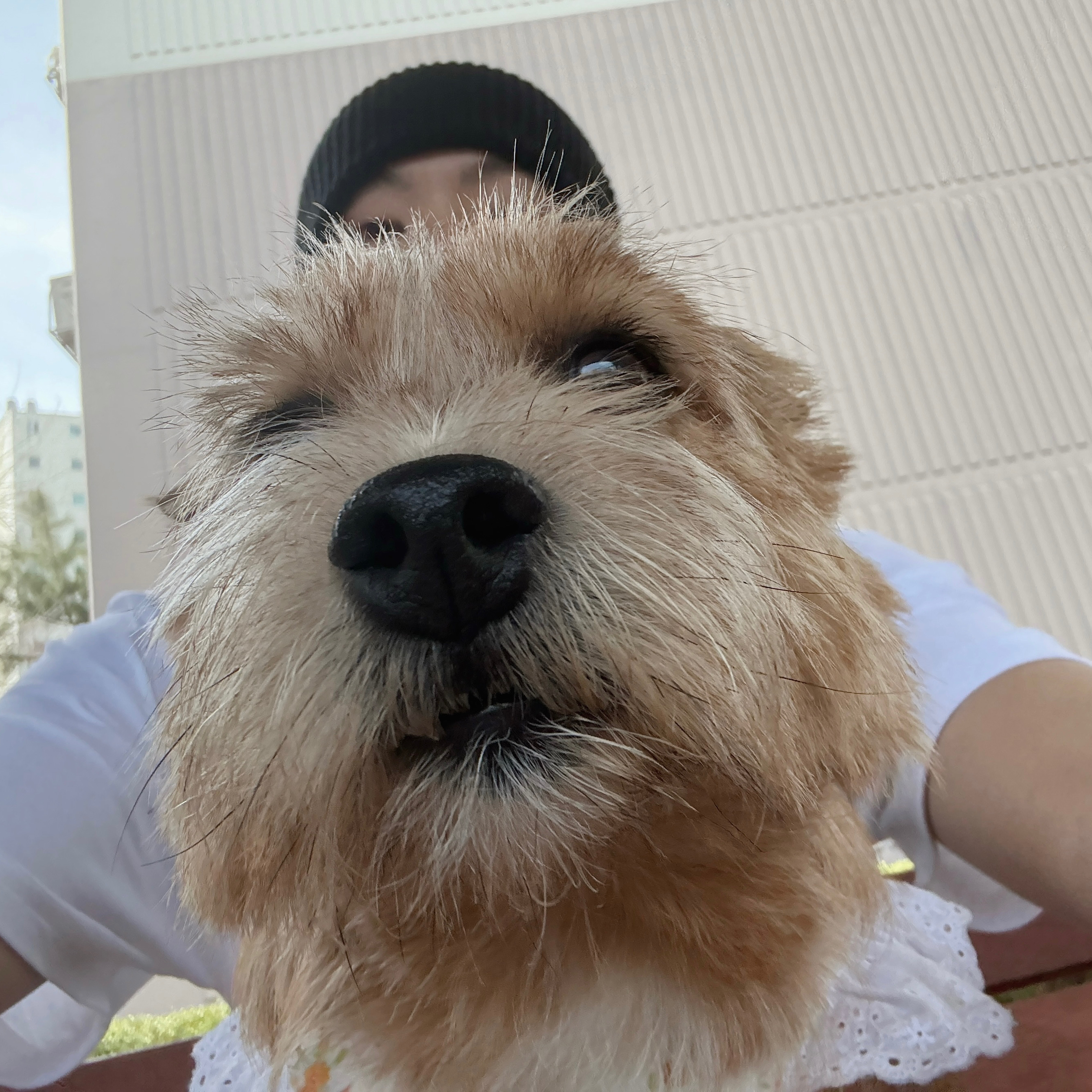 Momen yang diabadikan oleh penggemar SEVENTEEN