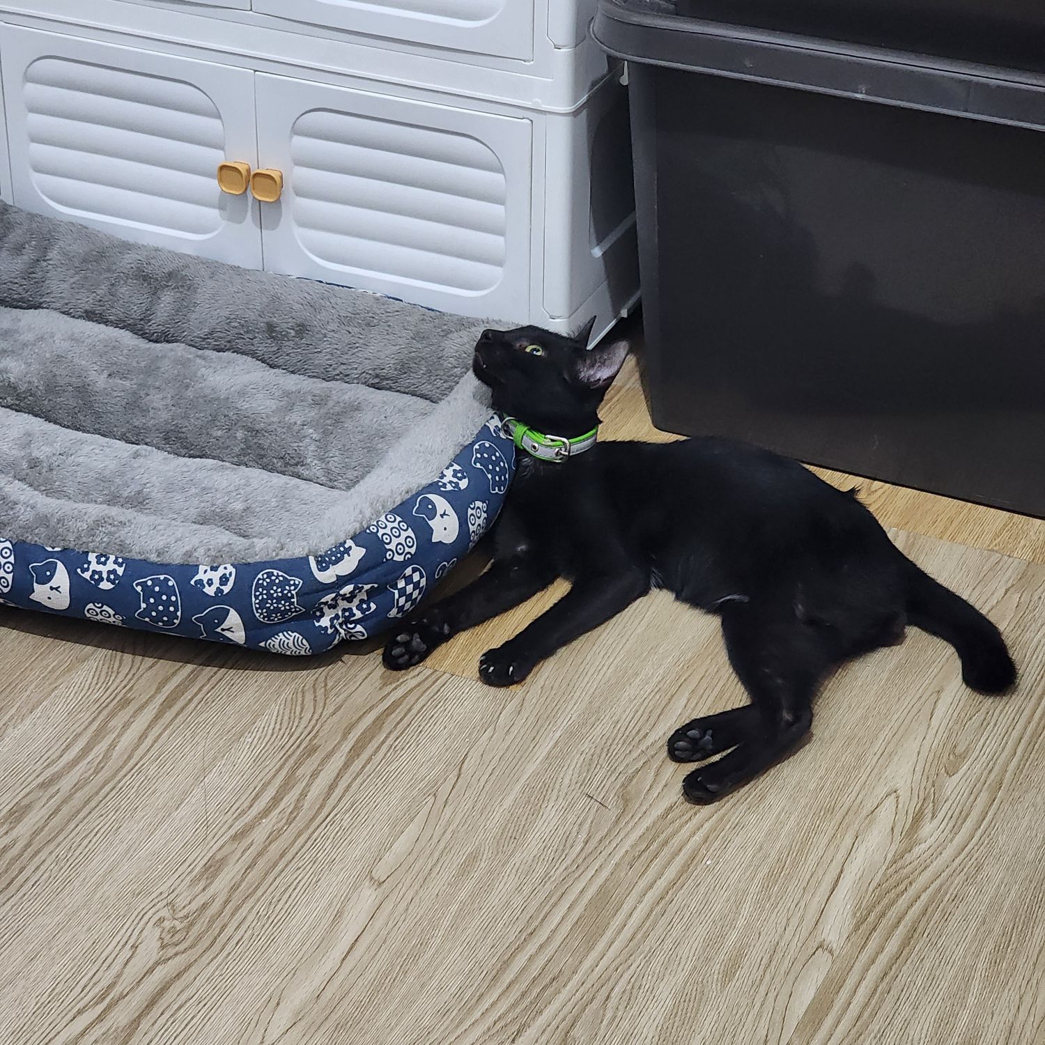 Potret di balik layar SEVENTEEN